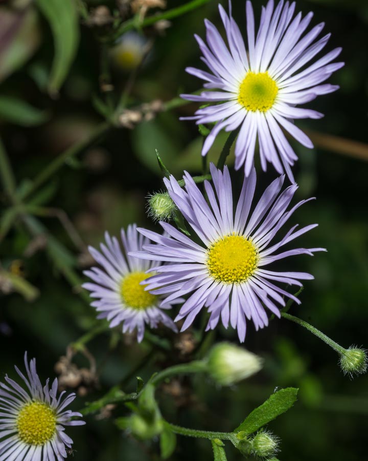 Dubbio su Erigeron annuus